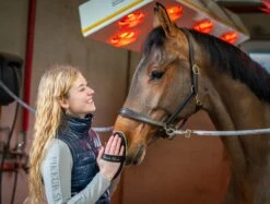 Leistner Kardätsche Black Horse 214x96 Mm