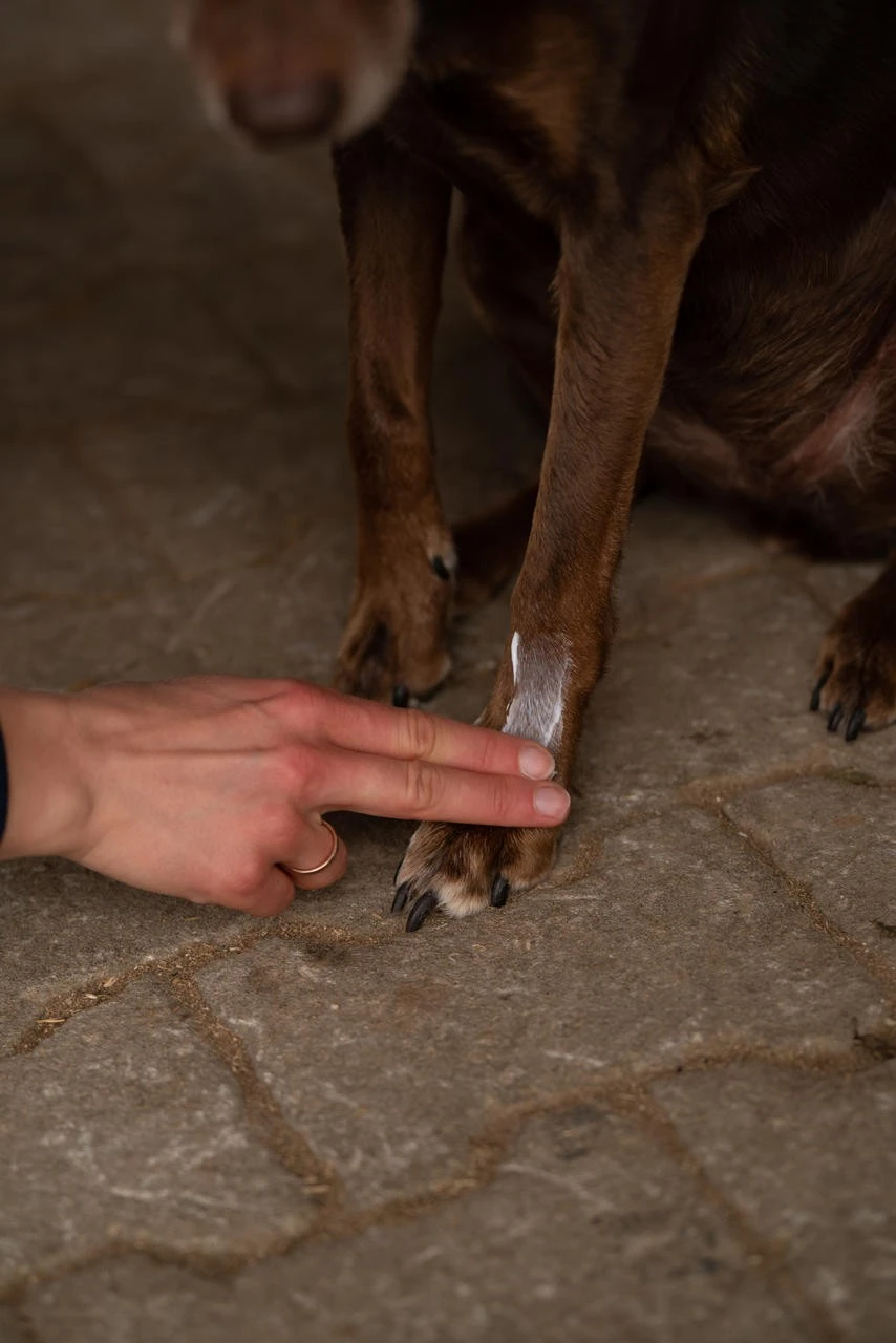 Carr & Day & Martin Wundcreme "Wound Cream" - 180g - Image 5