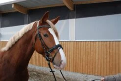 Trensenzaum Plato - Pony