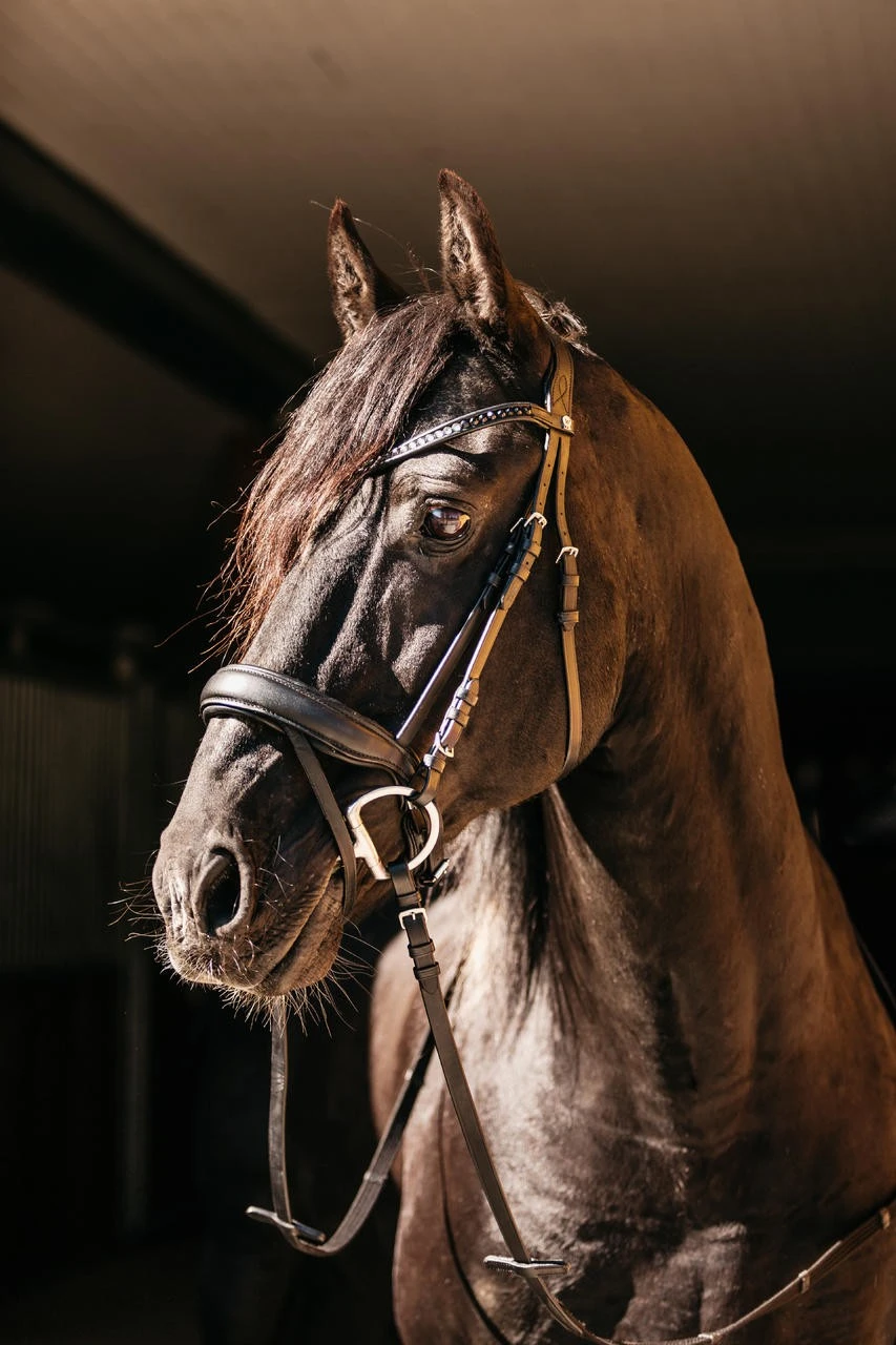 Waldhausen X-Line Trensenzaum Concept - Image 3