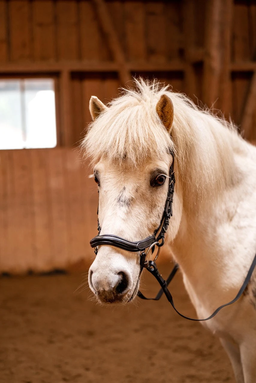 Waldhausen Island Trense Anatomic - Image 7