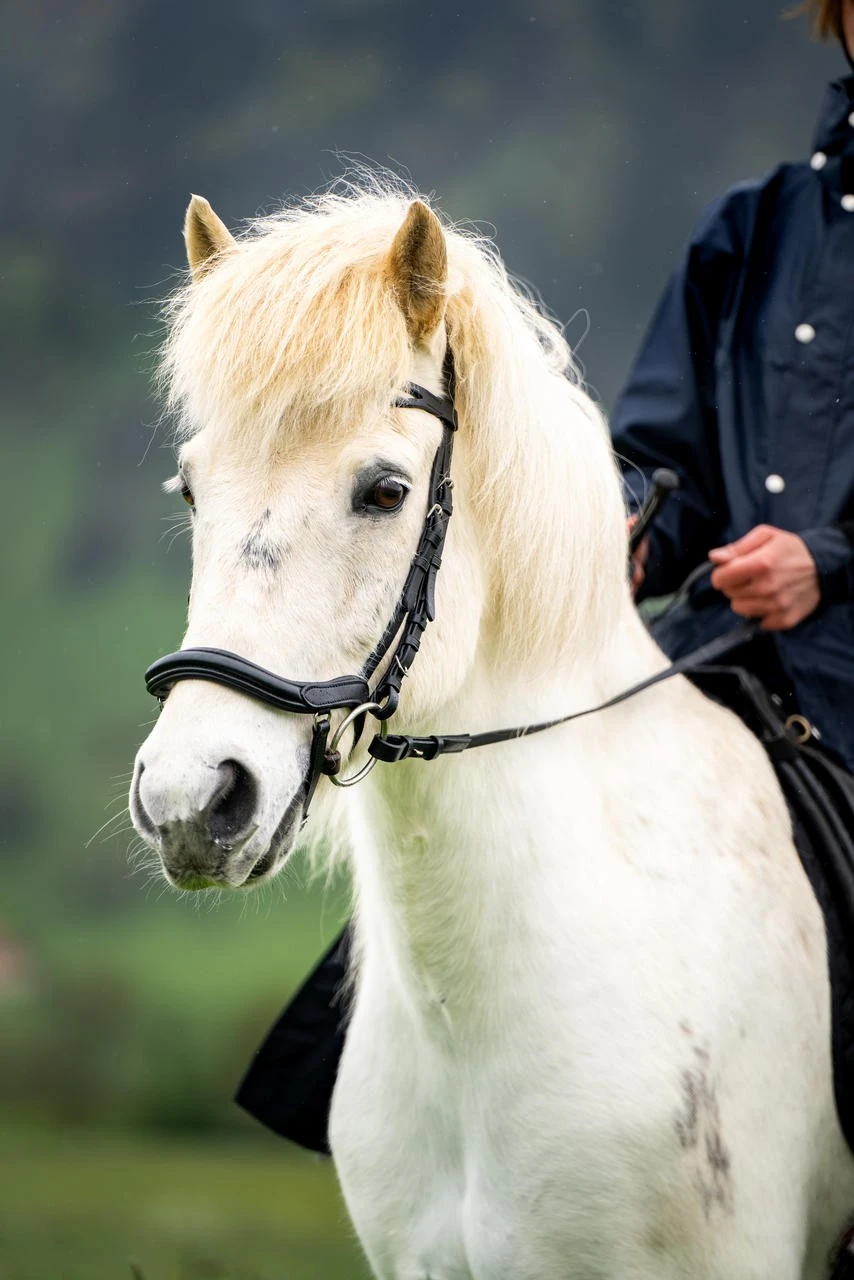 Waldhausen Island Trense Anatomic - Image 8