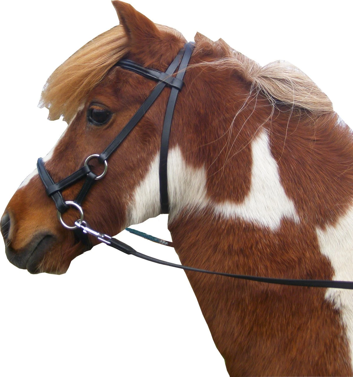 F.R.A. Gebissloser Zaum Pardoes