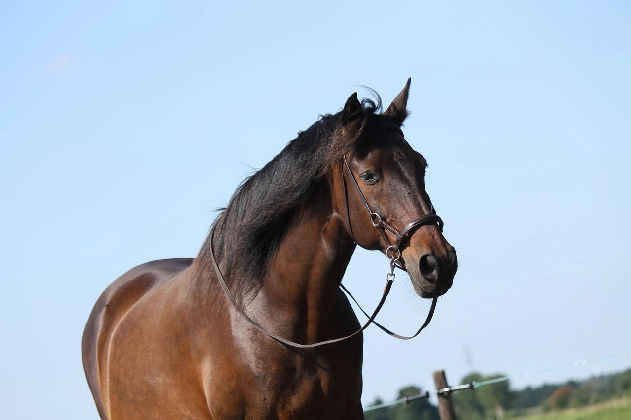 F.R.A. Gebissloser Zaum Pardoes – Bild 4