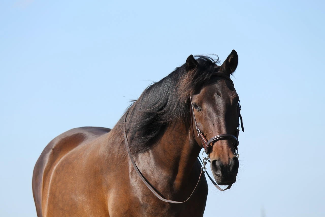 F.R.A. Gebissloser Zaum Pardoes – Bild 5