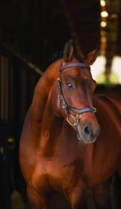 Horseware Rambo Micklem Multibridle