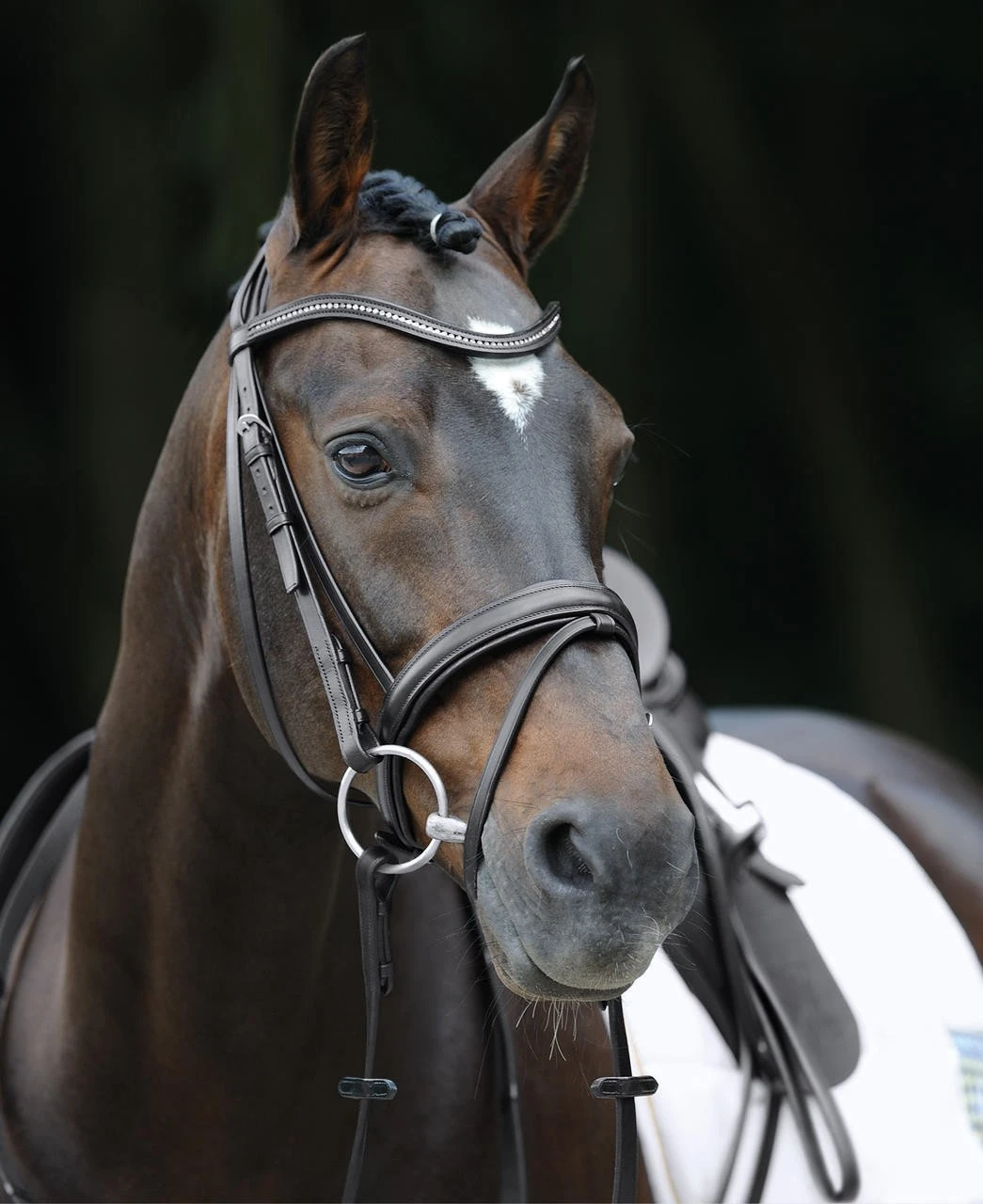 Passier Trensenzaum Jupiter - Image 2