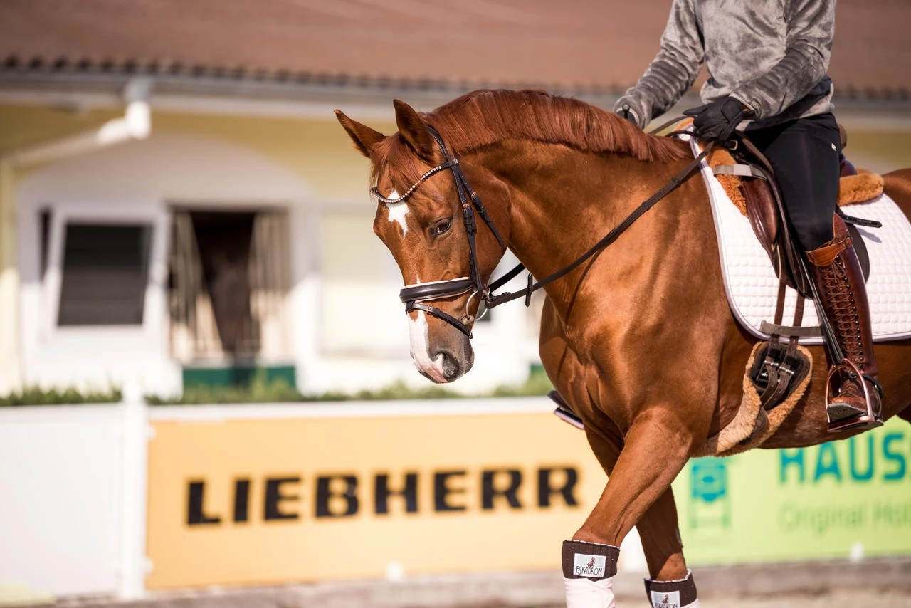 Uvex Reithandschuh Sportstyle Winter - Image 4